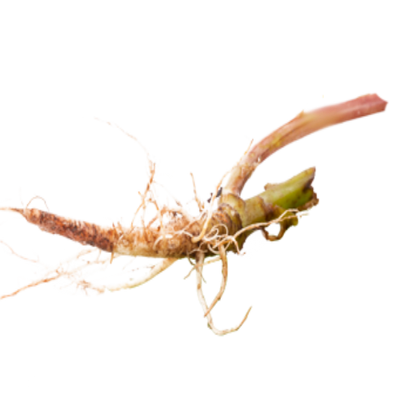 Dandelion Root