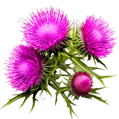 Milk Thistle